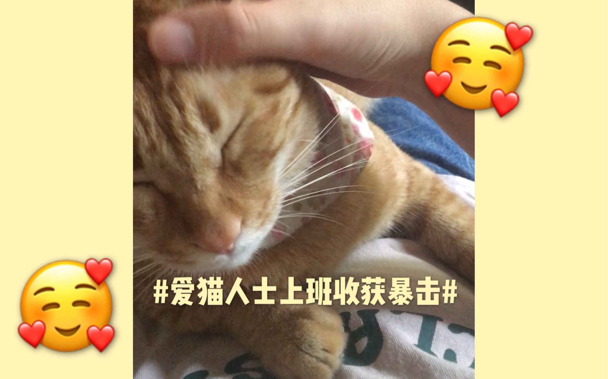 第一次被求摸的猫扑上身是什么体验哔哩哔哩bilibili