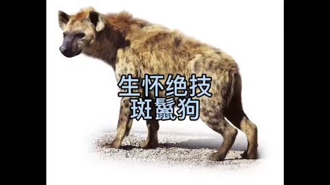 斑鬣狗的冷知识-哔哩哔哩