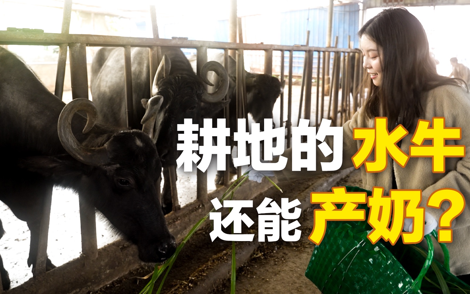 [图]年货测评！水牛一天餐费80元，“广西水牛奶”真的好喝吗？