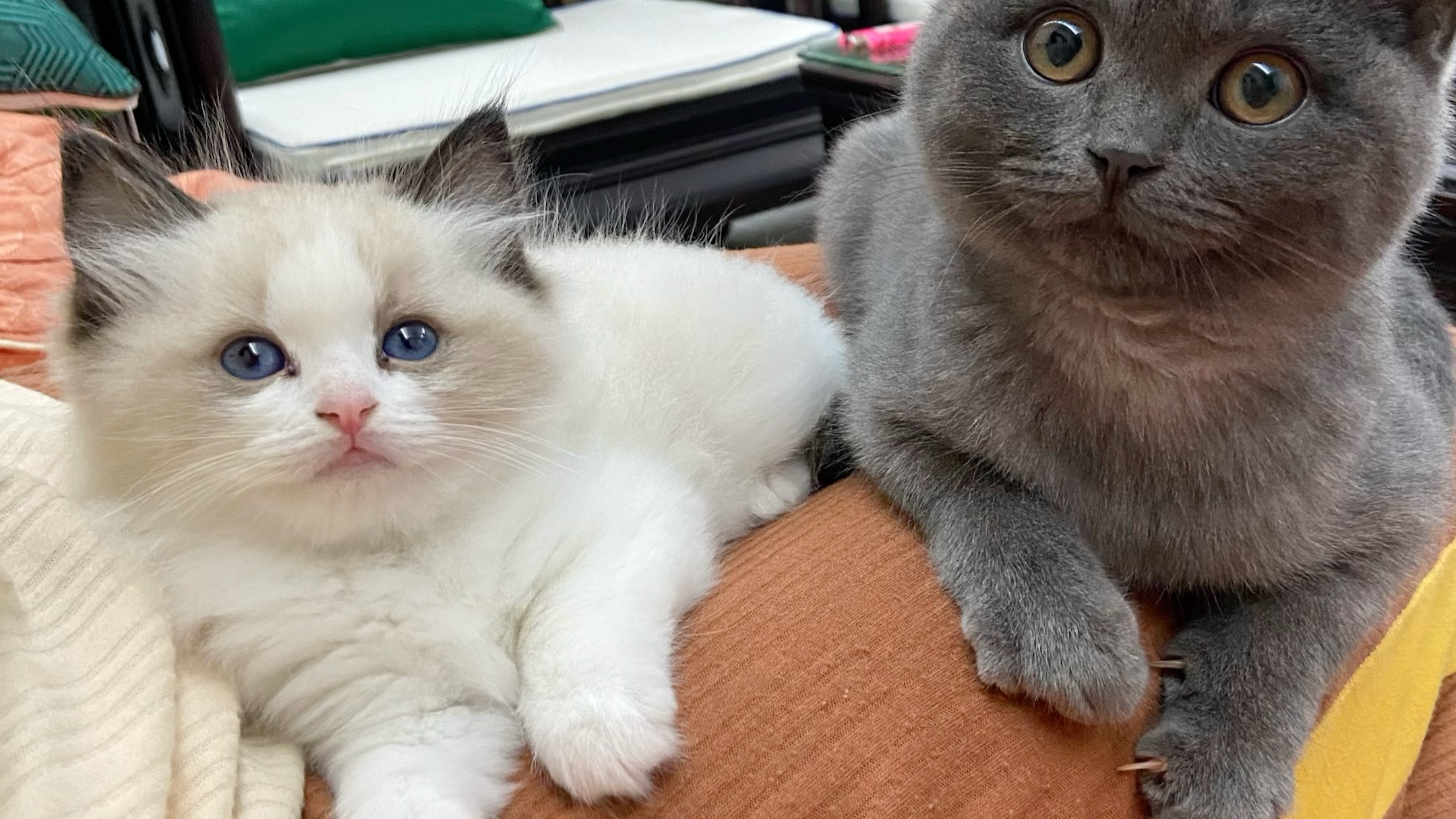 记录蓝猫和小布偶