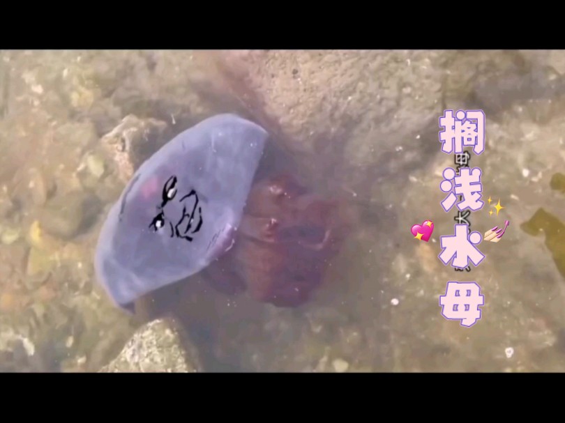 赶海抓海鲜哔哩哔哩bilibili