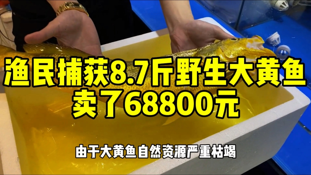 渔民捕获8.7斤野生大黄鱼,卖了68800元哔哩哔哩bilibili