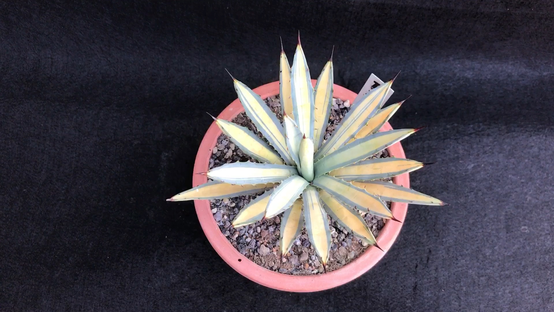 龙舌兰植物#八荒殿黄中斑更多宝贝请淘