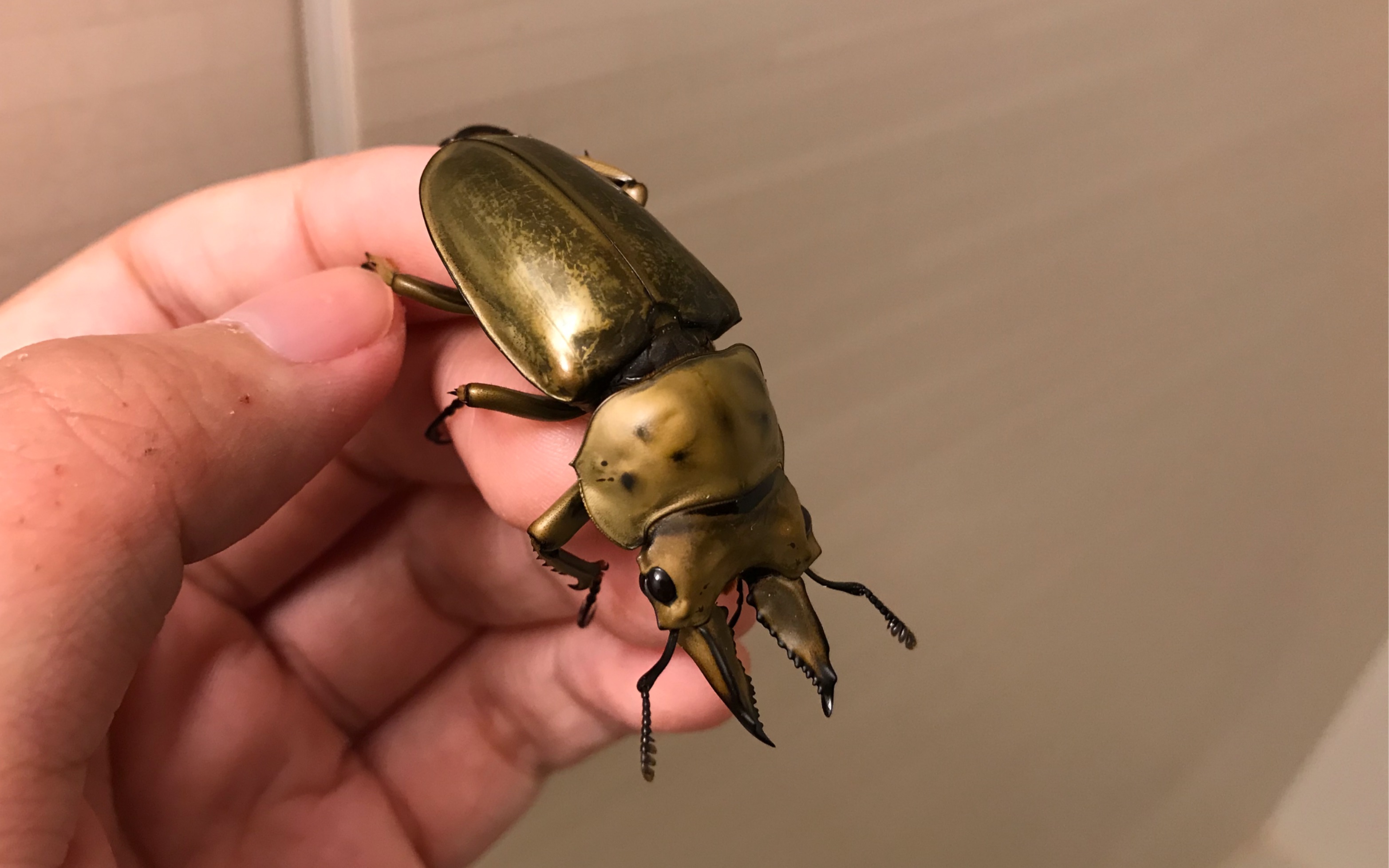 会动的金子,黄金鬼锹甲开箱