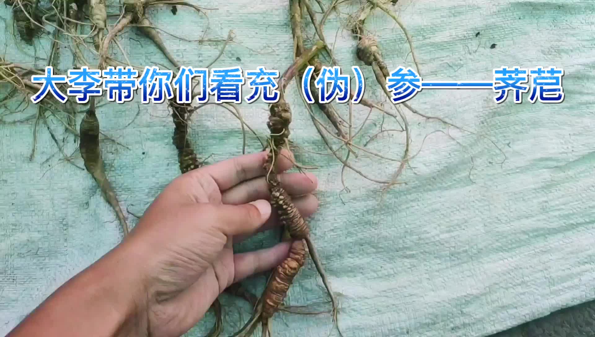 拌咸菜的东西能卖上野山参的价格?大李带你看充(伪)参——荠苨哔哩哔哩bilibili