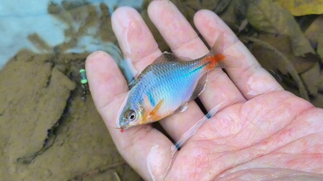 弄影鳑鲏跃小河,穿梭绿草荡清波.桥头水浅多鱼网,油氽红烧苦奈何哔哩哔哩bilibili