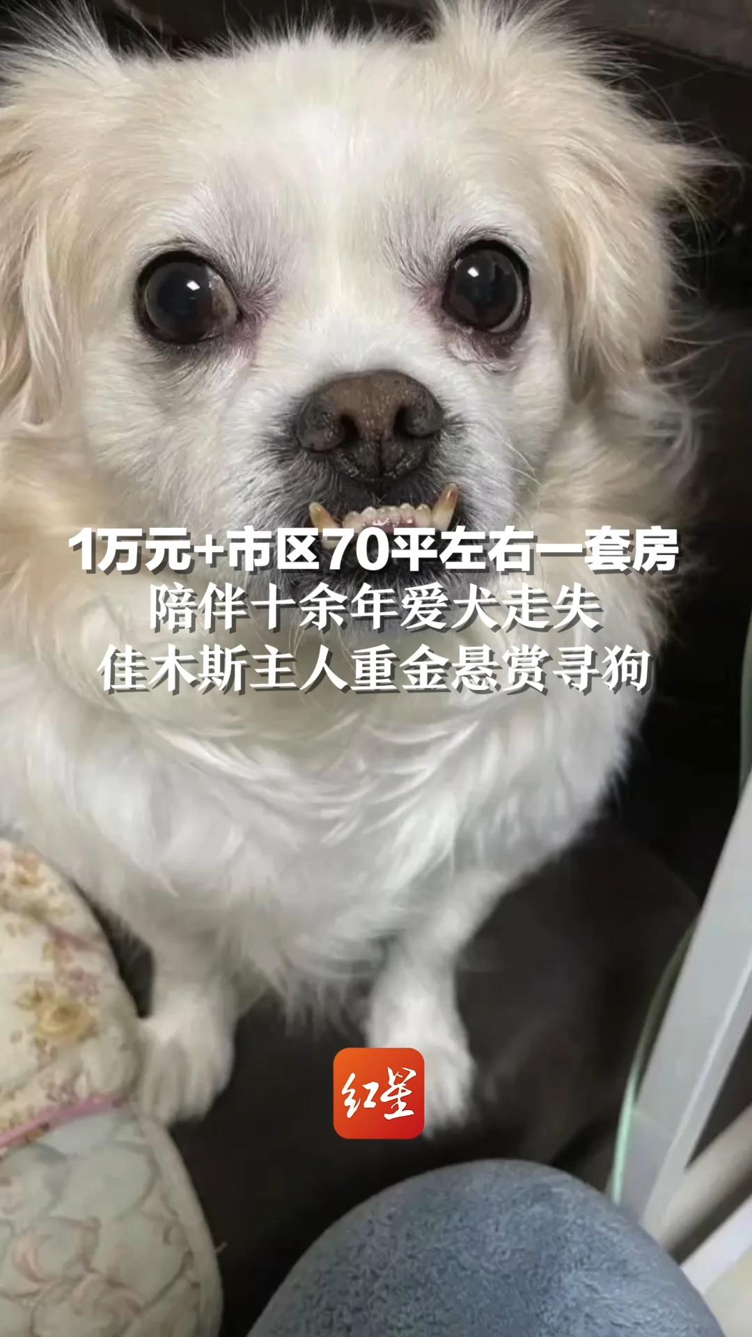 1万元+市区70平左右一套房,陪伴十余年爱犬走失,佳木斯主人重金悬赏寻狗哔哩哔哩bilibili