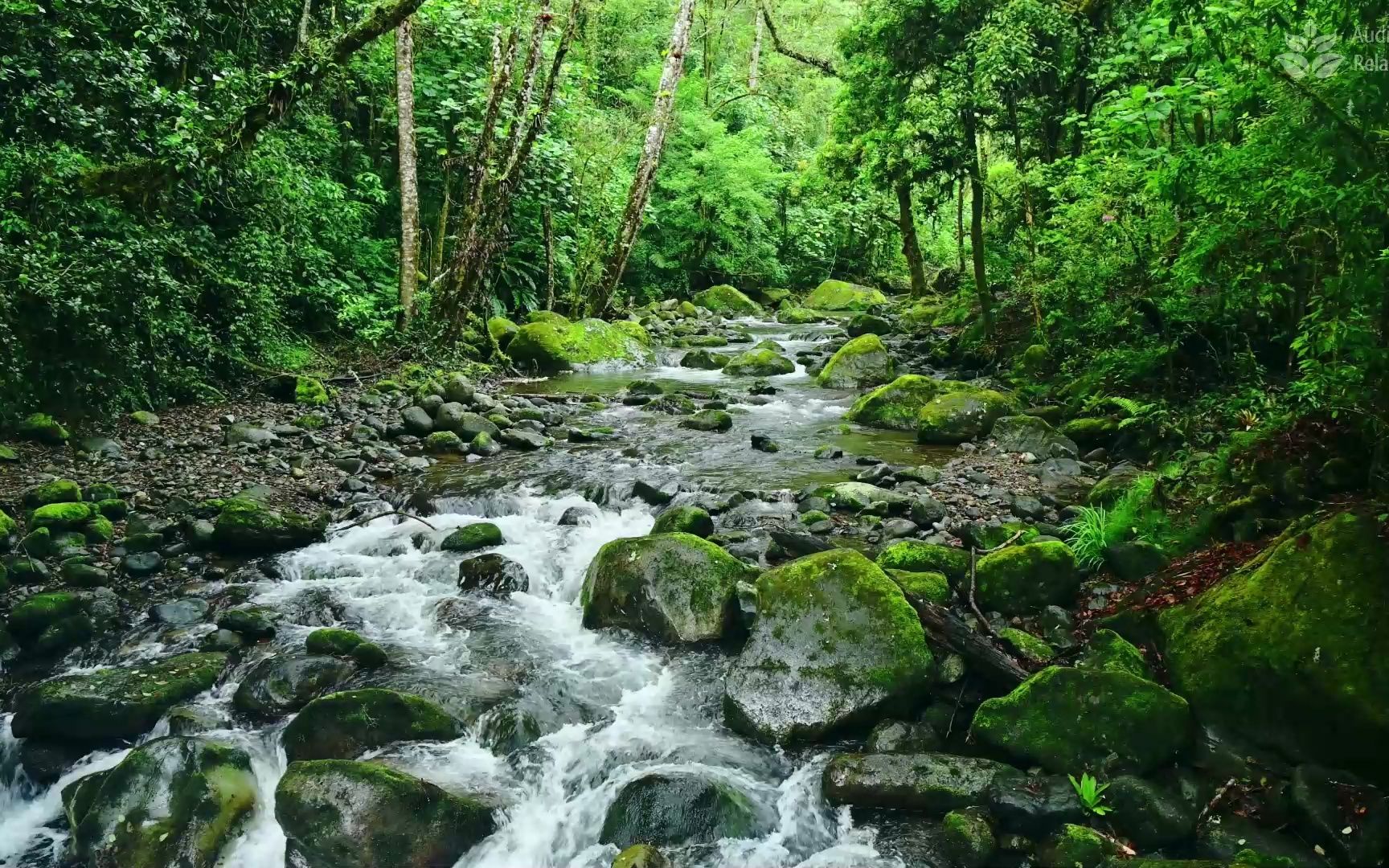 宁静的森林溪流91鸟鸣声和自然之声 asmr 