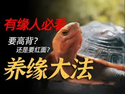 Tải video: 国龟黄缘大师养成必备秘籍！一分钟教你养成极品黄缘！