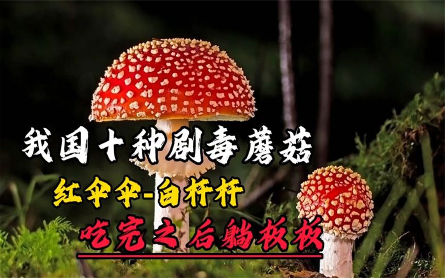 我国十种剧毒蘑菇,红伞伞白杆杆,吃完之后躺板板哔哩哔哩bilibili