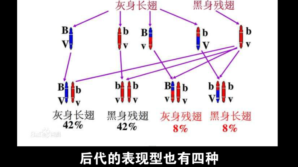 理解 基因连锁和交换定律哔哩哔哩bilibili