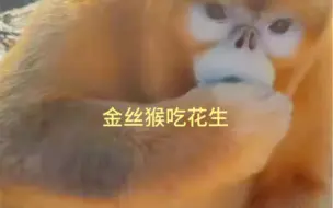 Download Video: 金丝猴吃花生