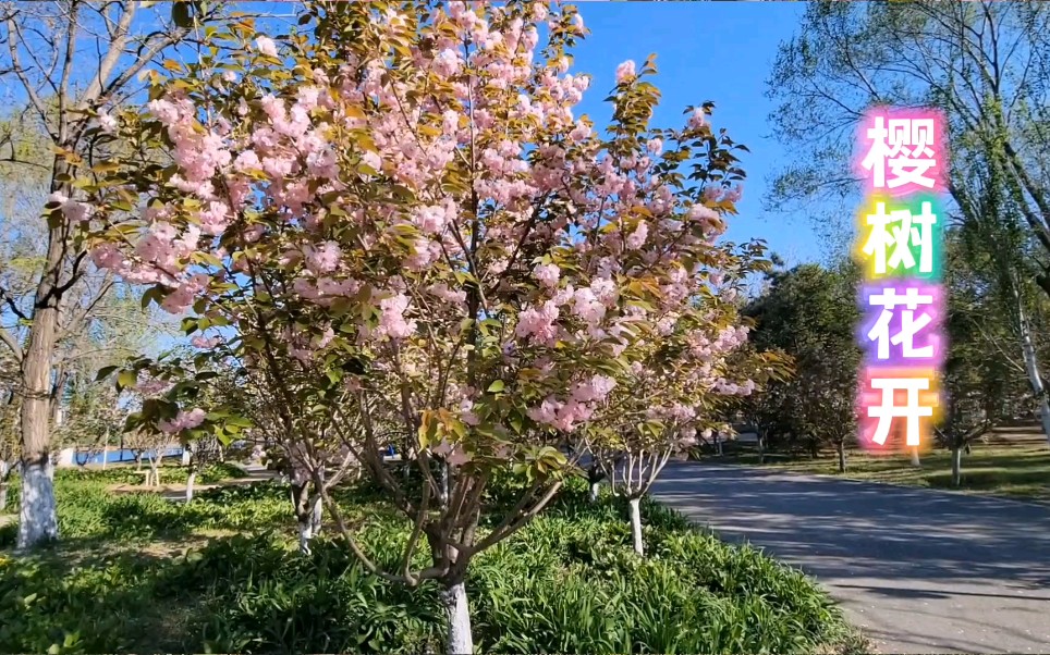 《樱树花开》春风吹过荒自衰,嫣红姹紫伴香来!哔哩哔哩bilibili