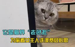 它是猫界“老色批”每天各种作妖,就只是为了偷看女主人洗澡哔哩哔哩bilibili