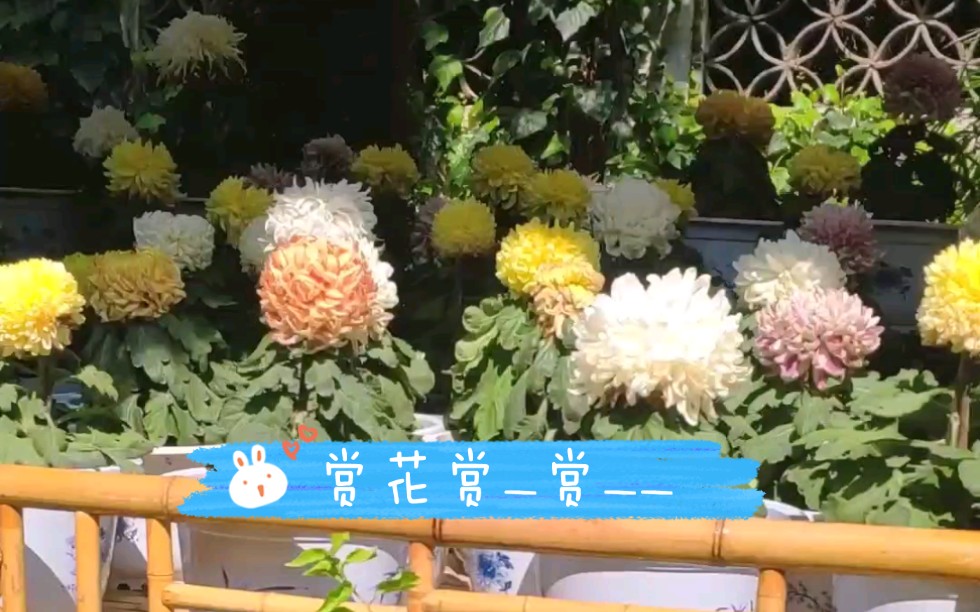 中秋节赏菊花𐟌𘥓”哩哔哩bilibili