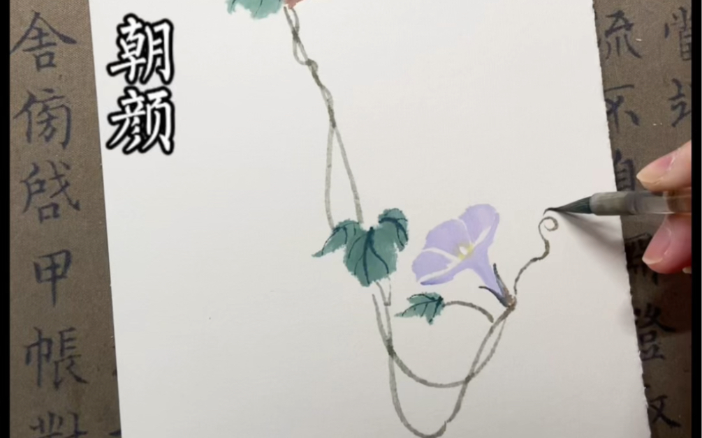 朝颜花语易逝.破碎.珍惜哔哩哔哩bilibili