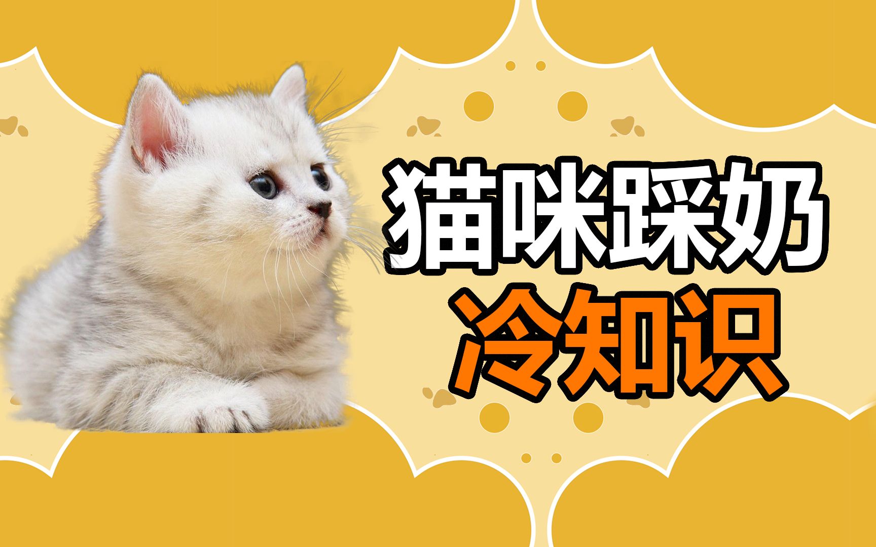 宠物冷知识:猫咪踩奶代表着什么?猫咪在什么环境容易出现踩奶行为?哔哩哔哩bilibili