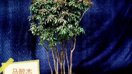 马醉木杜鹃花科 性喜半阴半阳环境 忌强光直射 喜酸性土壤 Ph4 5 5 5 最适宜温度为15 28 畏高温 35 以上 哔哩哔哩
