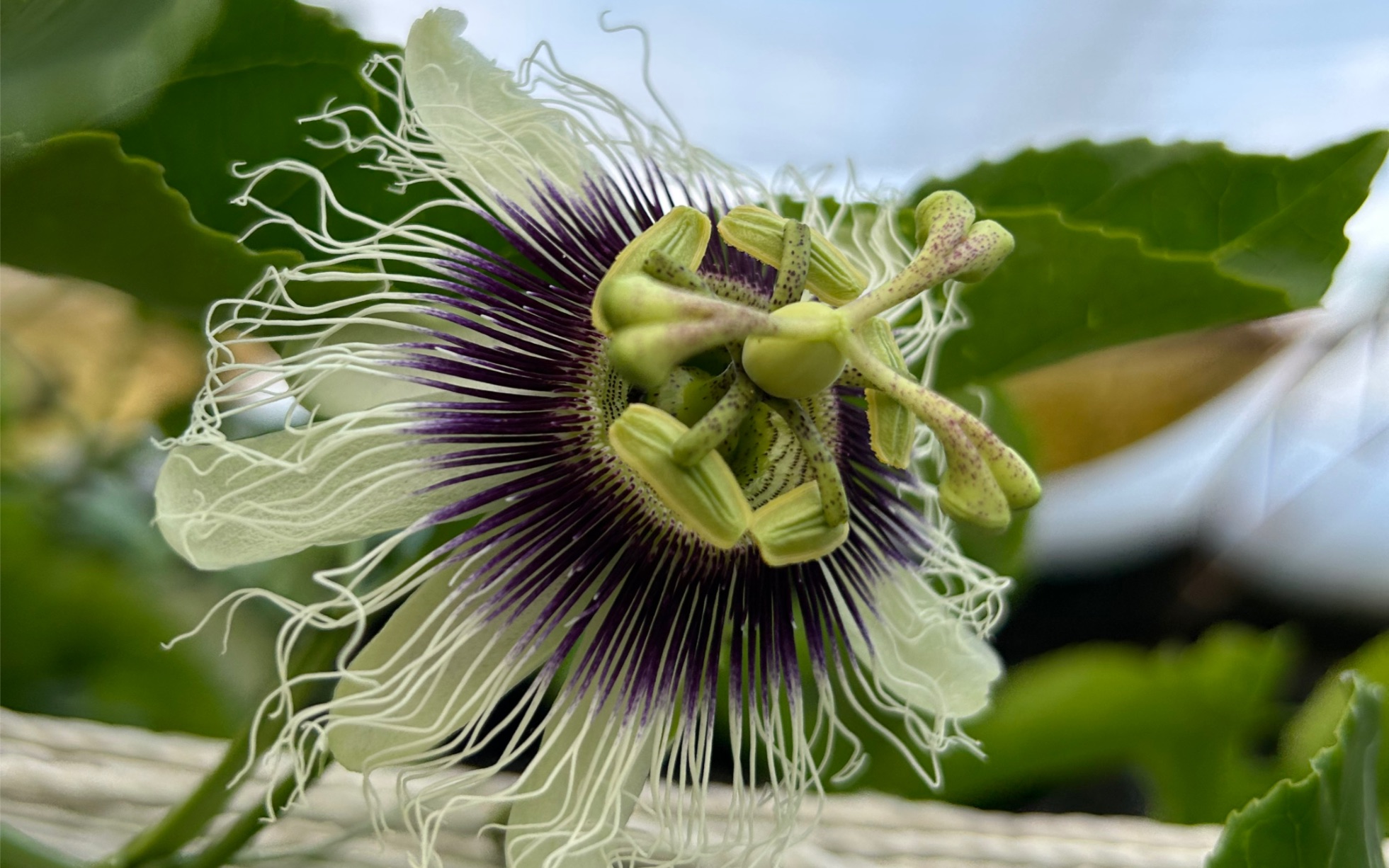 一颗百香果藤可以覆盖40平米空间
