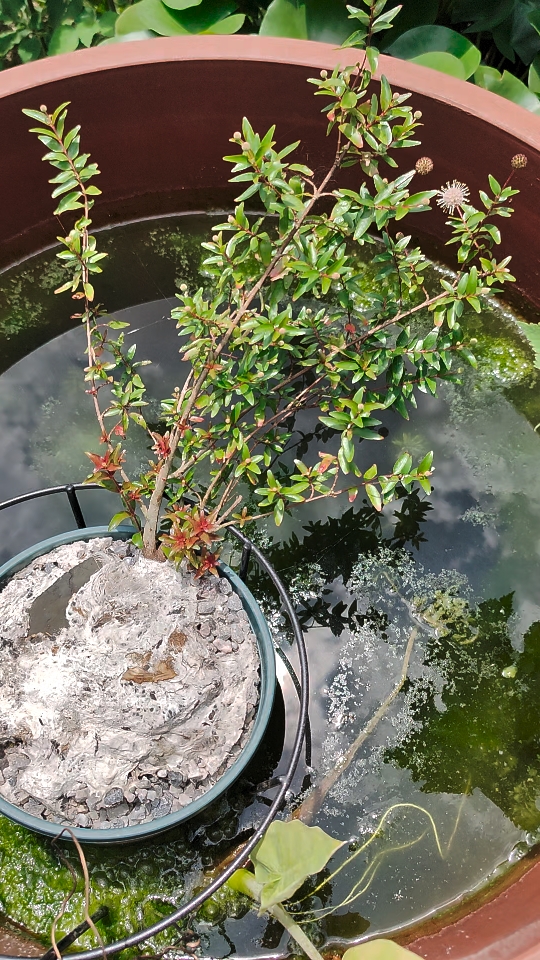 种了这么多棵水杨梅,有一棵半死不活的,闹挺