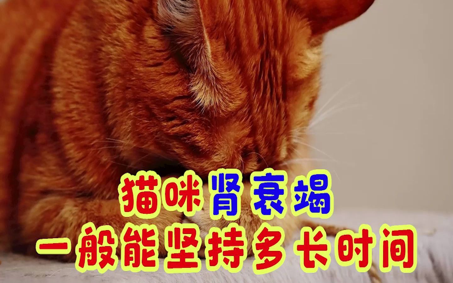 猫咪肾衰竭一般能坚持多长时间哔哩哔哩bilibili