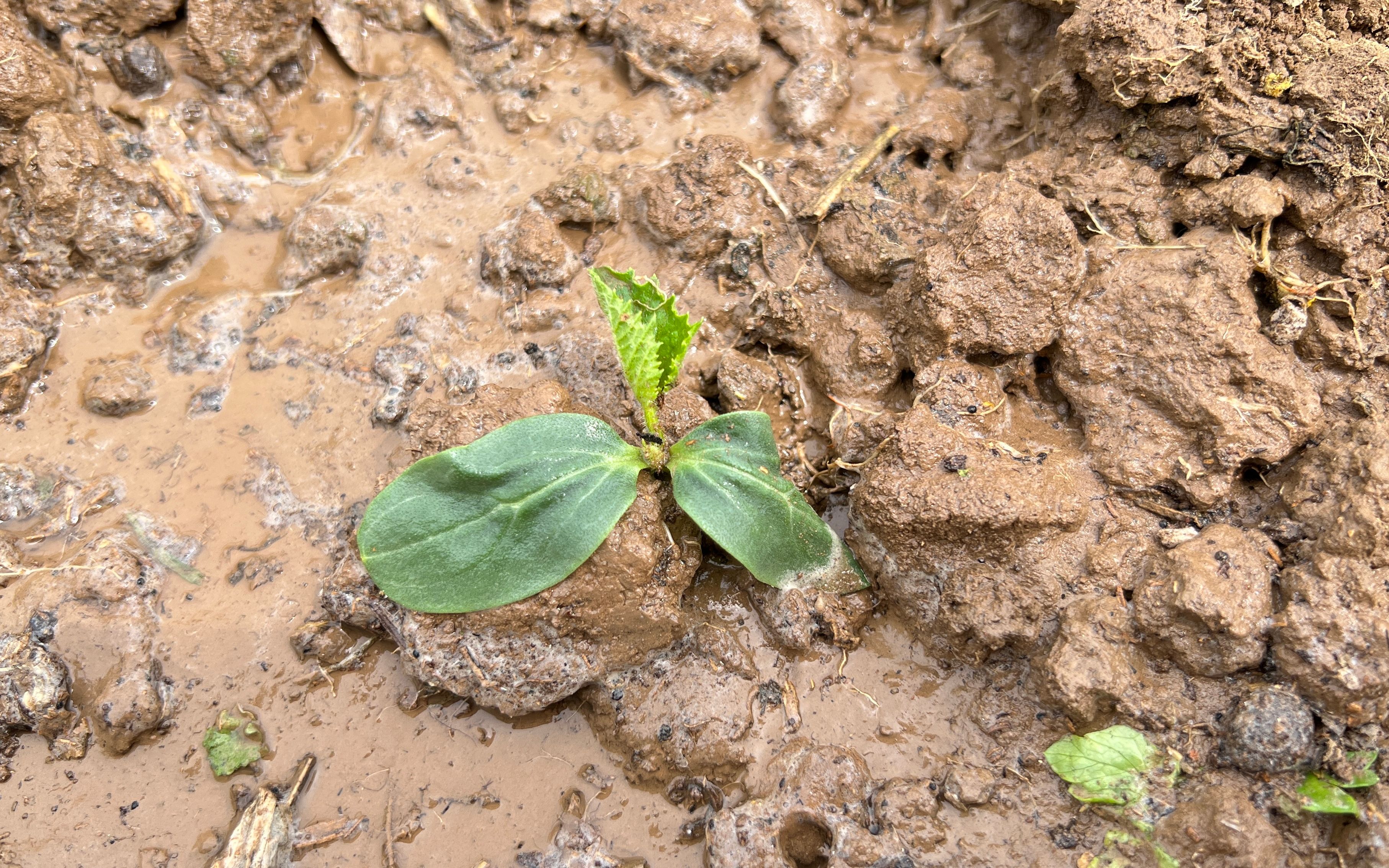 黄瓜明明是绿色的,为啥却叫"黄"瓜?