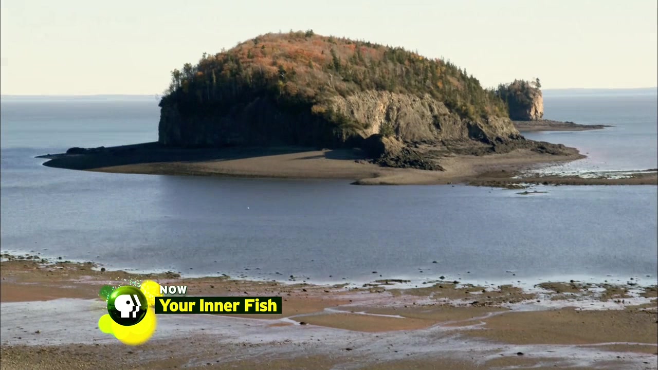 PBS纪录片《从鱼进化而来的你/你体内的鱼 Your Inner Fish》 全集 720P哔哩哔哩bilibili