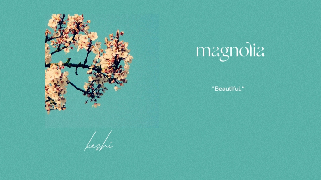 [图]小众歌单｜情绪都藏着耳机里 纯音乐《magnolia》