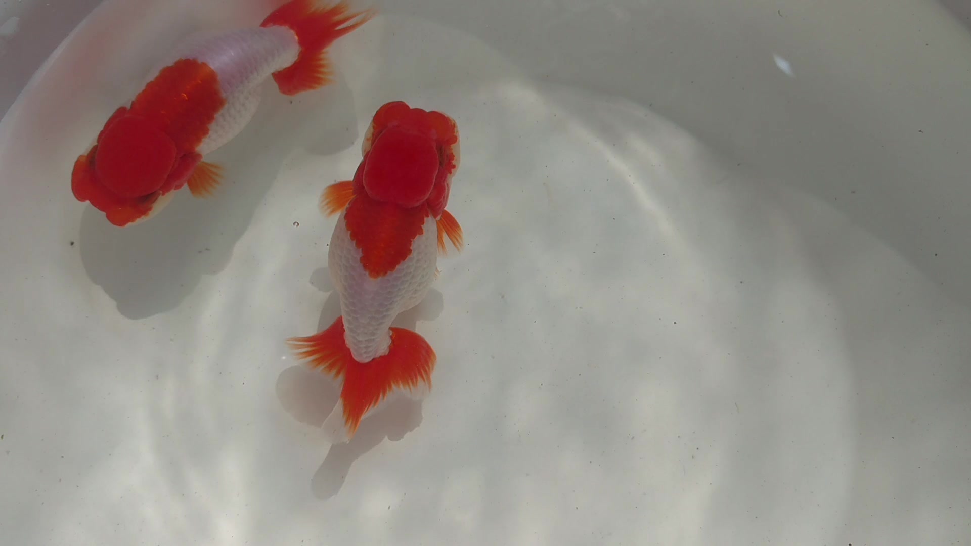 明三岁南泽宇野兰寿