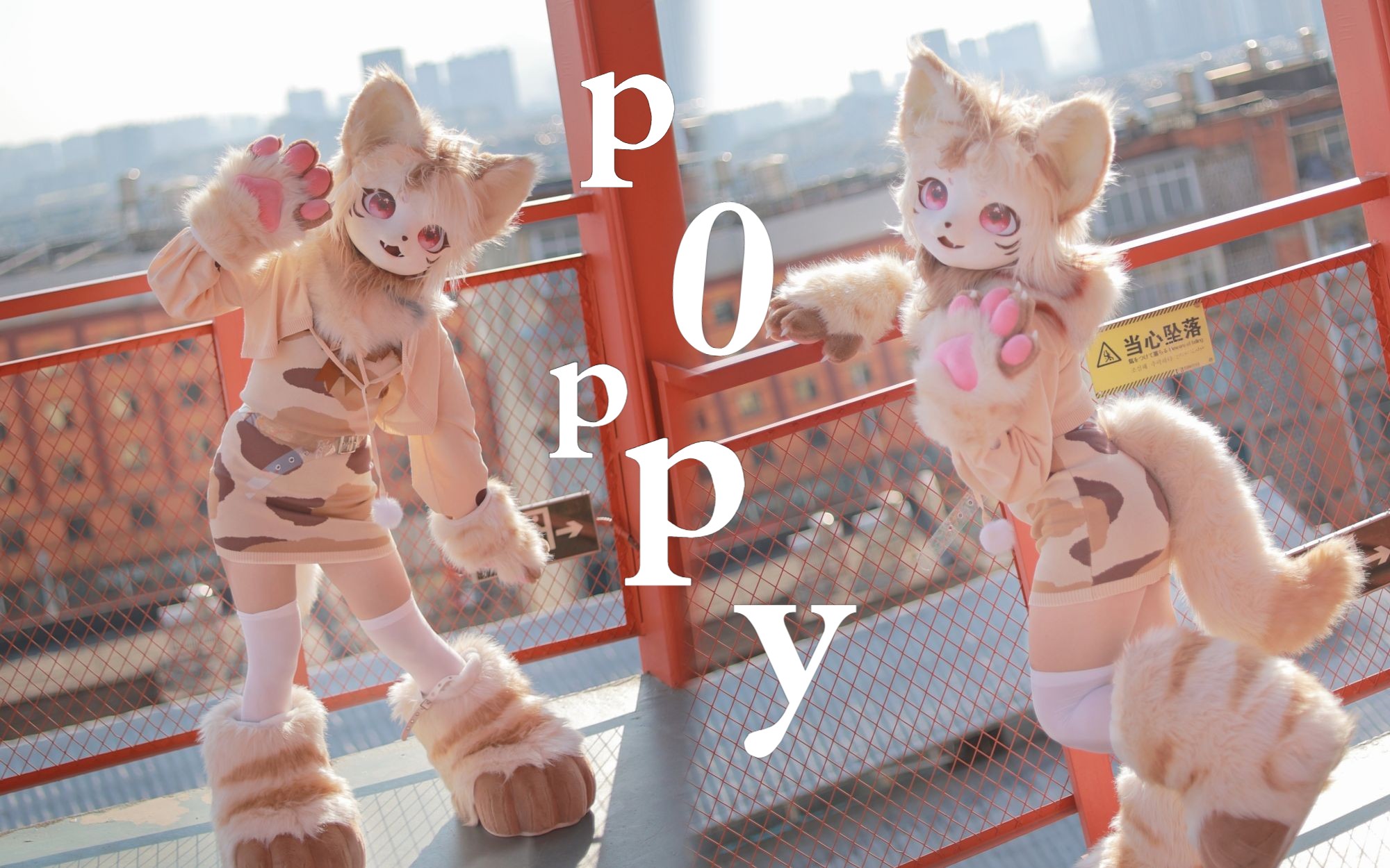 【竖屏】近距离看猫猫♥超可爱poppy哔哩哔哩bilibili