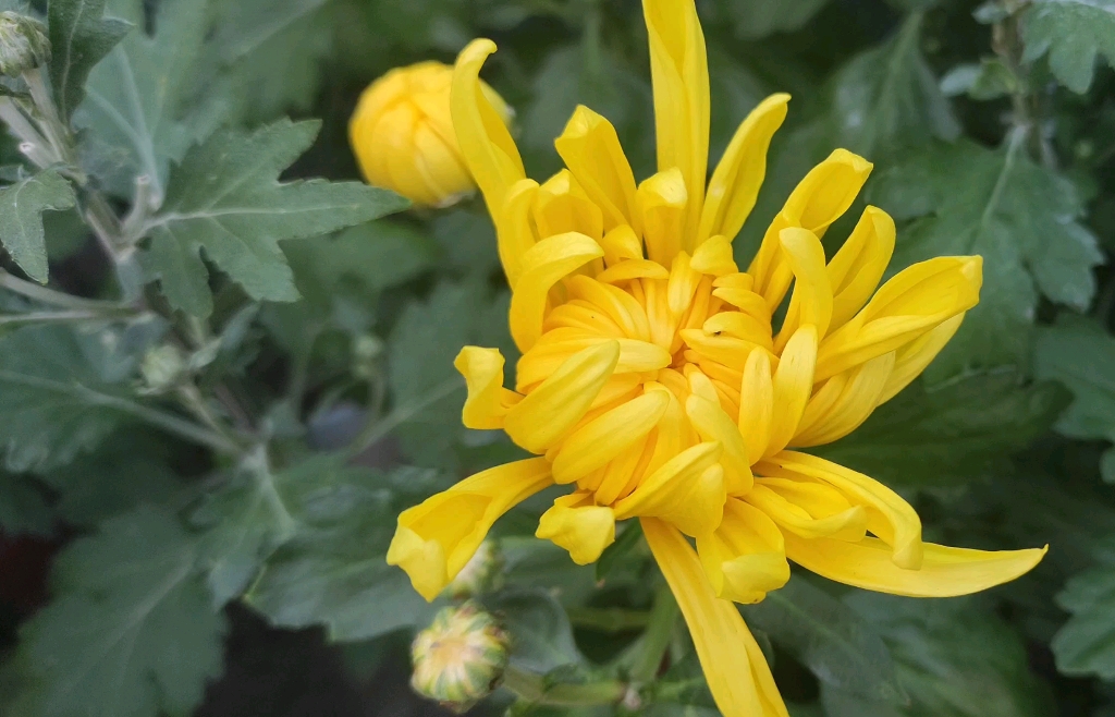 大雁飞过菊花插满头