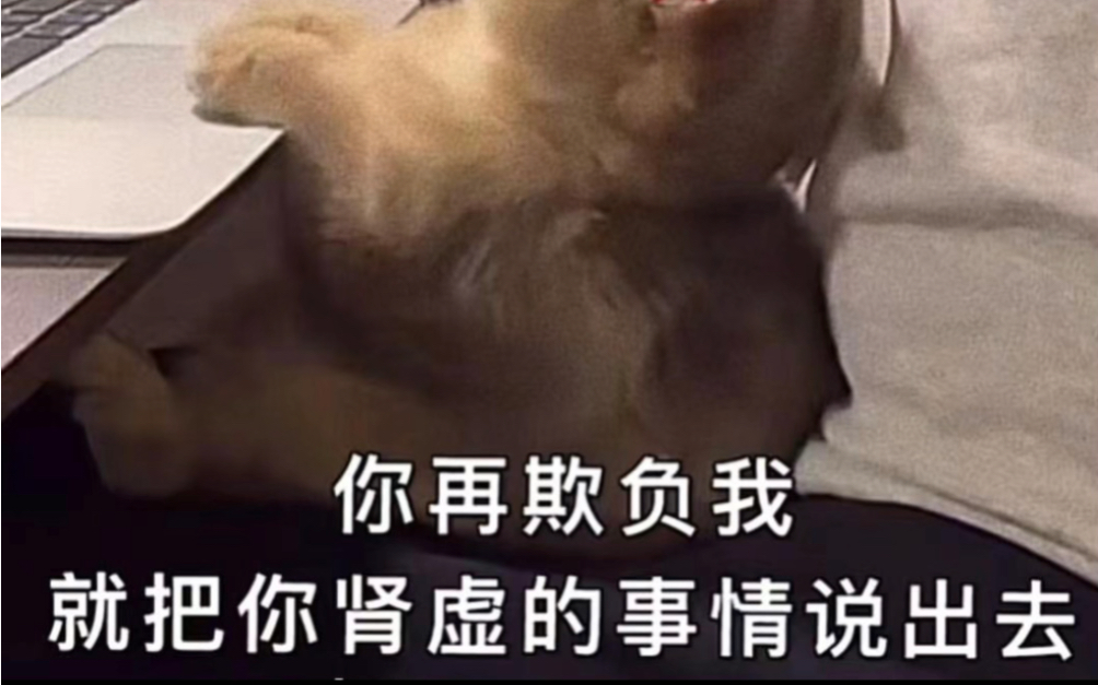 可爱的猫猫表情包