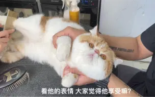 Download Video: 加菲猫洗澡全过程  制作不易 点个赞再走呗~