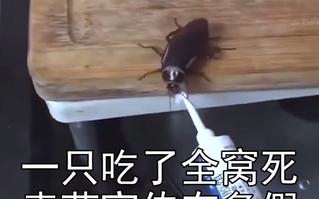 蟑螂药宣传的"一只吃 全窝死",有多假!