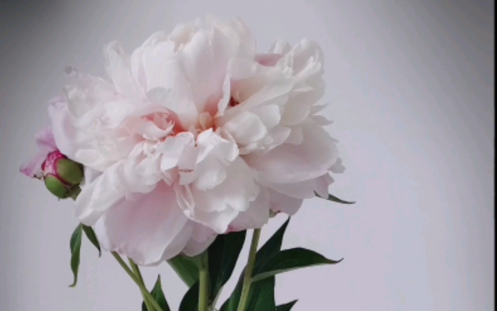 路飞装,白芍药.正衣冠,见良人