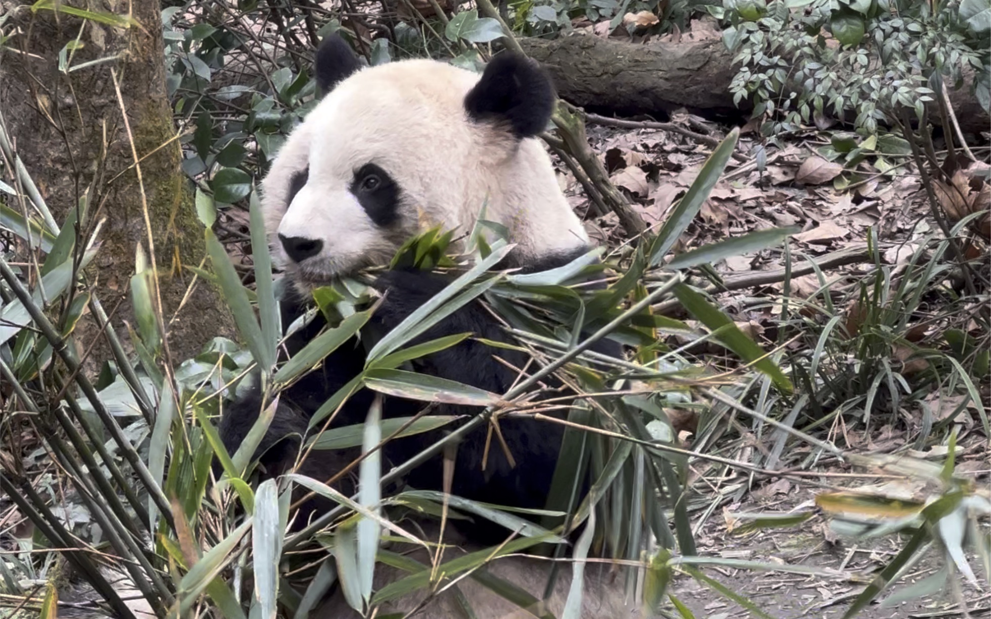 大熊猫奇缘 奇缘妈妈吃竹子