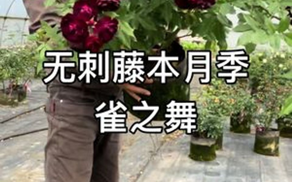 [图]一款基本没多少刺的藤本月季雀之舞！低维护！感谢为月季育种做出的贡献！