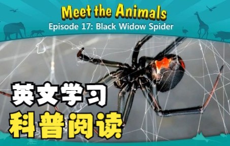 [图]动物英文科普阅读---Black Widow Spider（黑寡妇毒蛛）