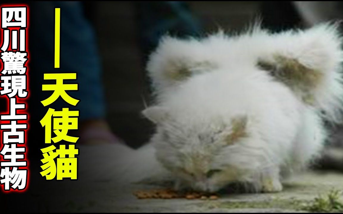 竟和传说中的【天使猫】极度吻合?