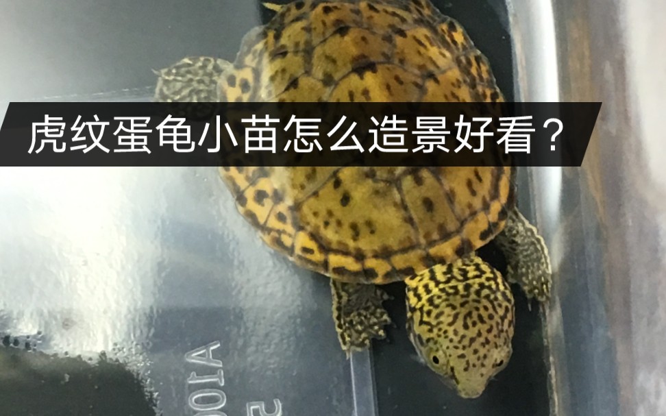 活动作品适合办公桌的虎纹麝香蛋龟小苗简单造景