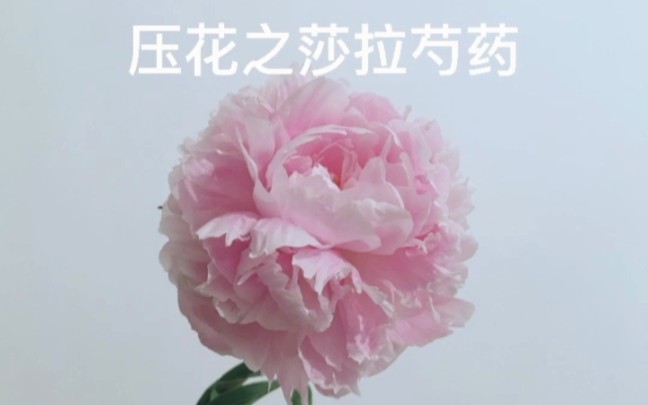 【干花制作】莎拉芍药你今年买了么?莎拉芍药全开 真是美哭了So 一定要留住这温柔美丽芳香的花朵芍药花瓣多层且形态大小不一需拆解来压哔哩哔哩...