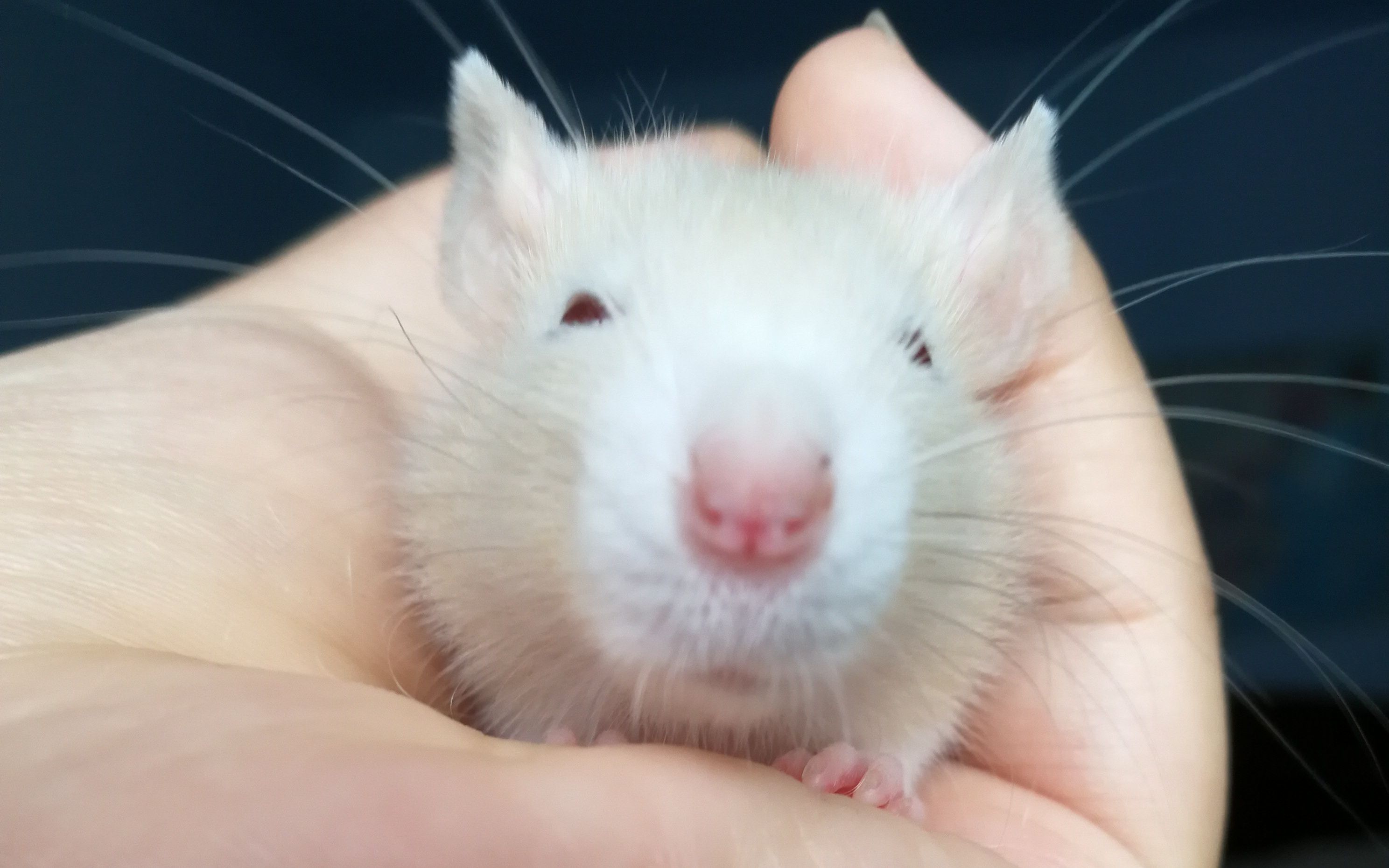 【花枝鼠】大建(滑稽)