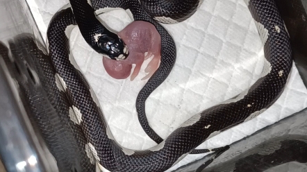 黑背马赛克加州王蛇 【宠物蛇】