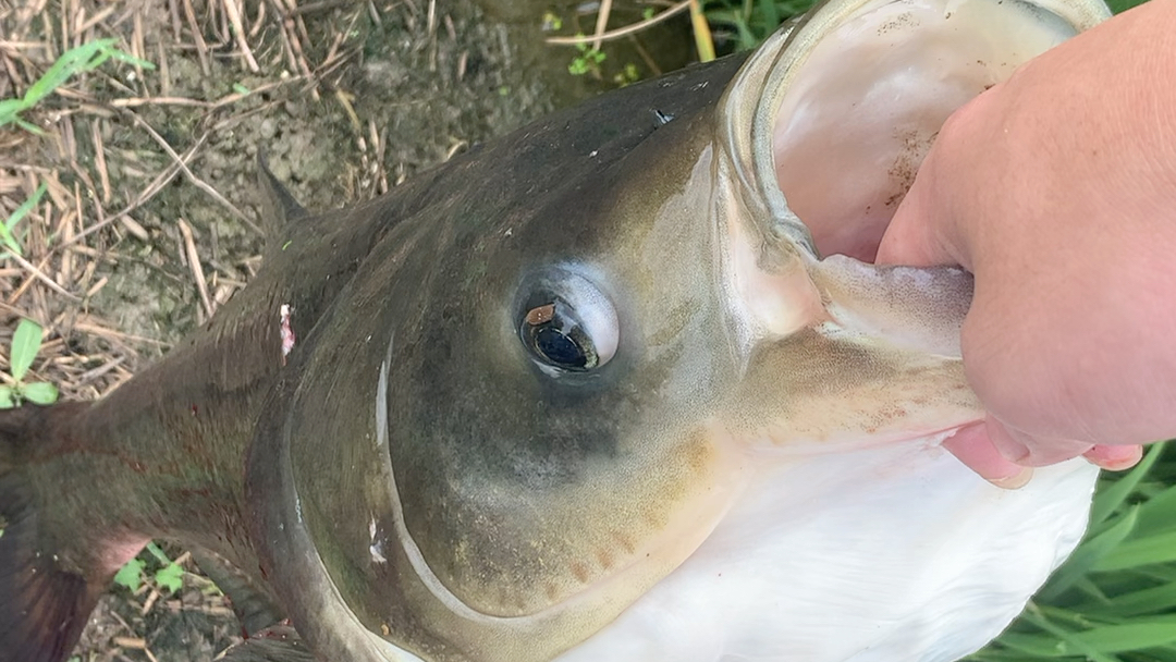 弹弓射鱼,从不空军~预测失误,19斤小花鲢.