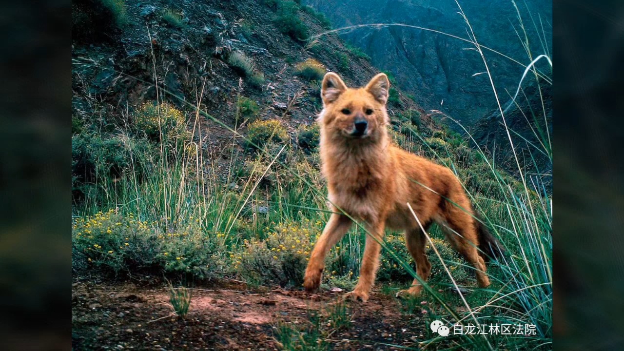 远去的猛兽“老大”——豺,秦岭中成群的已很难见哔哩哔哩bilibili