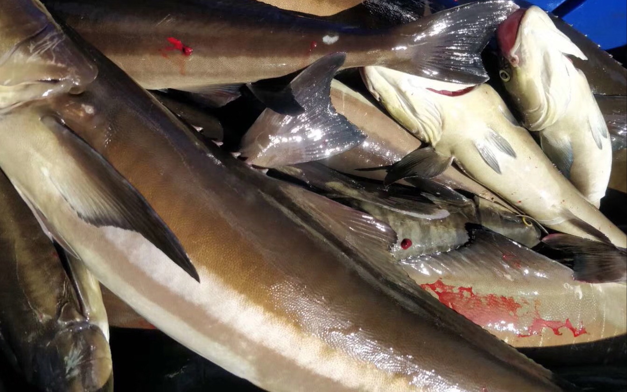 【挂底王】舟山海钓大军曹鱼