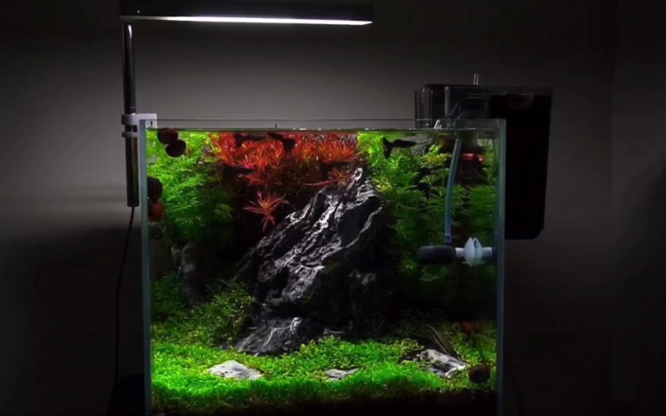 【草缸欣赏】30小缸 孔雀鱼草缸