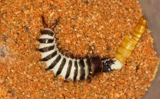 埃及六星蚁步甲幼虫接食面包虫 本人自繁