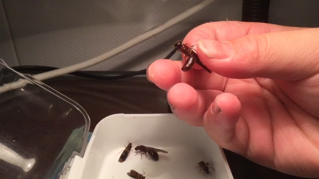 近缘巨首蚁新后