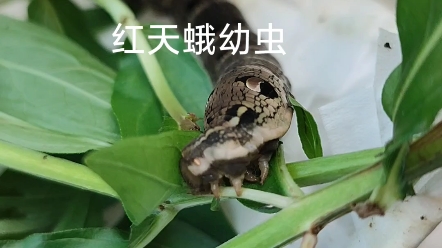 红天蛾幼虫哔哩哔哩bilibili